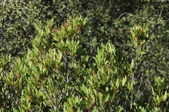Heteromeles arbutifolia