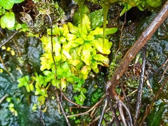 Veronica anagallis-aquatica