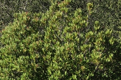 Heteromeles arbutifolia