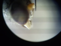 Thinophilus bimaculatus