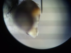 Thinophilus bimaculatus