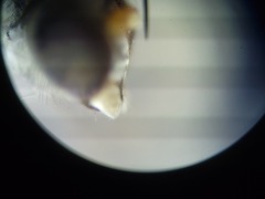 Thinophilus bimaculatus