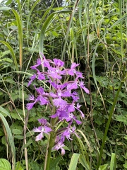 Platanthera grandiflora