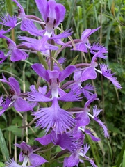 Platanthera grandiflora