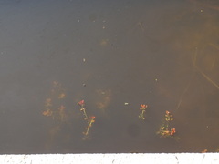 Ludwigia grandiflora