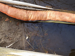 Ludwigia grandiflora