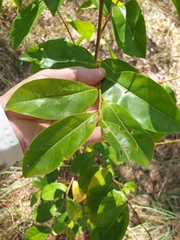 Glochidion ferdinandi