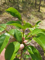 Glochidion ferdinandi