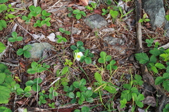 Fragaria chiloensis