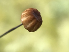 Cryptomarasmius corbariensis