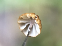 Cryptomarasmius corbariensis