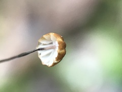 Cryptomarasmius corbariensis