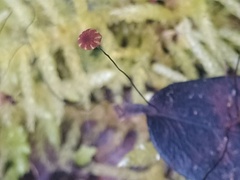 Cryptomarasmius corbariensis