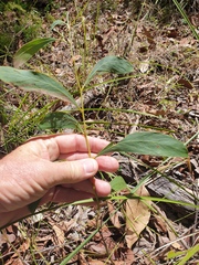 Acacia falcata