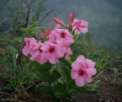 Mandevilla