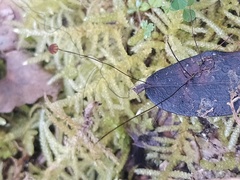 Cryptomarasmius corbariensis