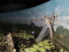 Orthetrum sabina