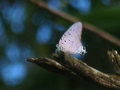 Pseudolycaena marsyas