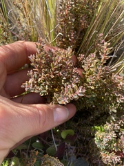 Acrothamnus colensoi