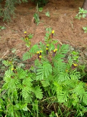 Tagetes foetidissima