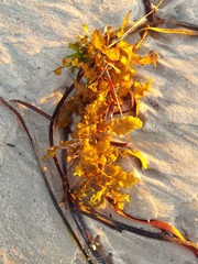 Sargassum
