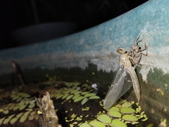 Orthetrum sabina