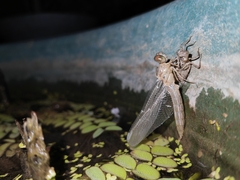 Orthetrum sabina