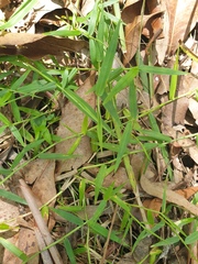 Ottochloa gracillima