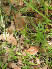 Ottochloa gracillima