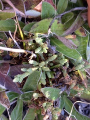 Kelleria dieffenbachii
