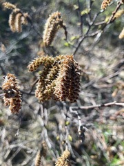 Comptonia peregrina