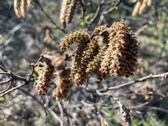Comptonia peregrina