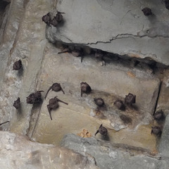 Emballonuridae