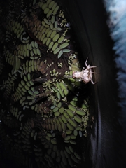 Orthetrum sabina