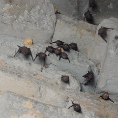 Emballonuridae