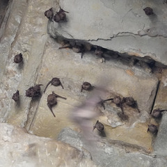 Emballonuridae