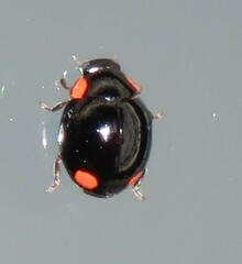 Hyperaspis bigeminata