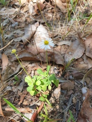 Brachyscome microcarpa