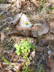 Brachyscome microcarpa