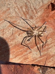Kukulcania
