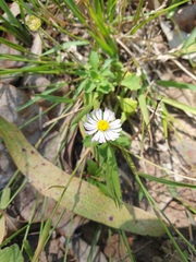 Brachyscome microcarpa