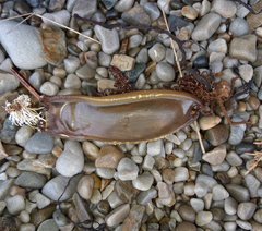 Scyliorhinus stellaris