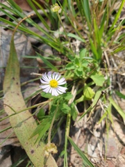 Brachyscome microcarpa