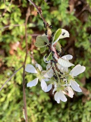 Dolichoderus taschenbergi