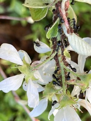 Dolichoderus taschenbergi