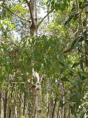 Brachychiton populneus
