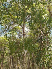 Brachychiton populneus