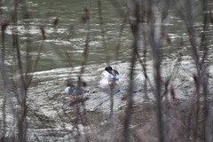 Mergus merganser americanus