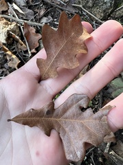Quercus sinuata breviloba