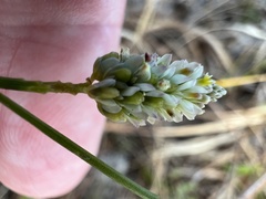Polygala setacea